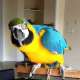 Blau und Gold Ara Papageien 2 Jahre alt